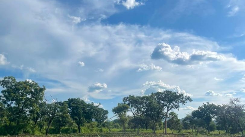 Wild Vitellaria nilotica shea trees in the Nile Basin parklands, Northern Uganda